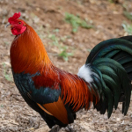 Tips Beternak Ayam Cepat Untung Manajemen Kandang, Pakan, dan Kesehatan