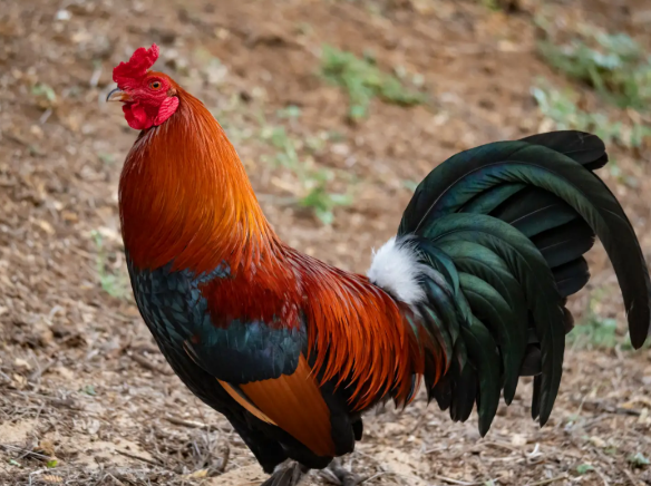 Tips Beternak Ayam Cepat Untung Manajemen Kandang, Pakan, dan Kesehatan