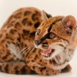 Spesies Kucing Liar Anyar Ditemukan di Bolivia, Catatan Pertama Setelah Satu Abad